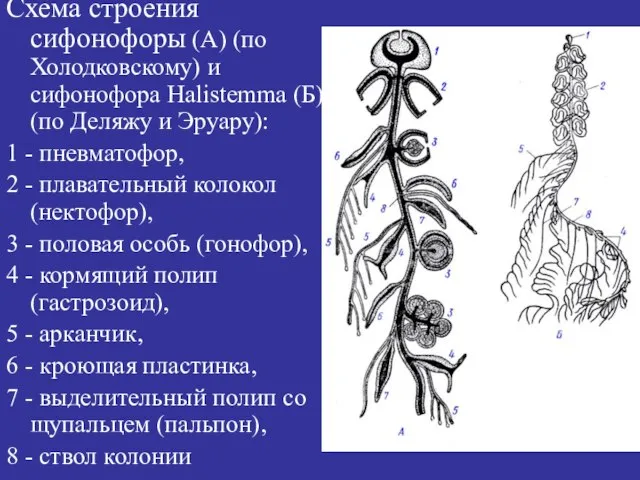 Схема строения сифонофоры (А) (по Холодковскому) и сифонофора Halistemma (Б) (по Деляжу