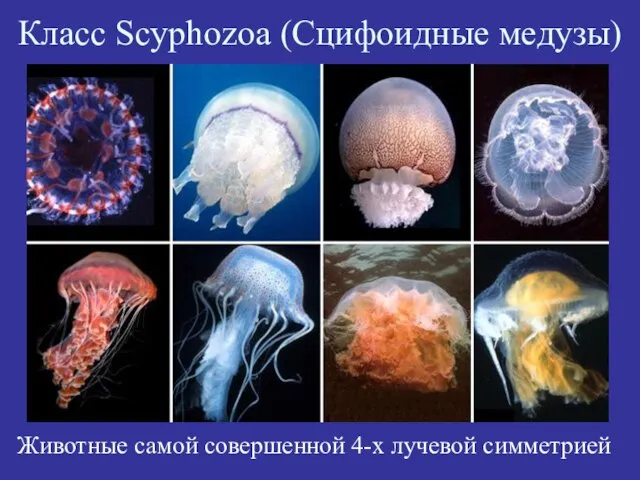 Класс Scyphozoa (Сцифоидные медузы) Животные самой совершенной 4-х лучевой симметрией