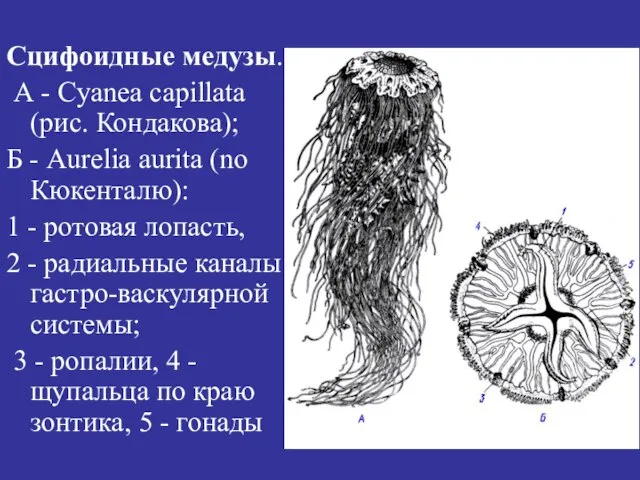 Сцифоидные медузы. А - Cyanea capillata (рис. Кондакова); Б - Aurelia aurita