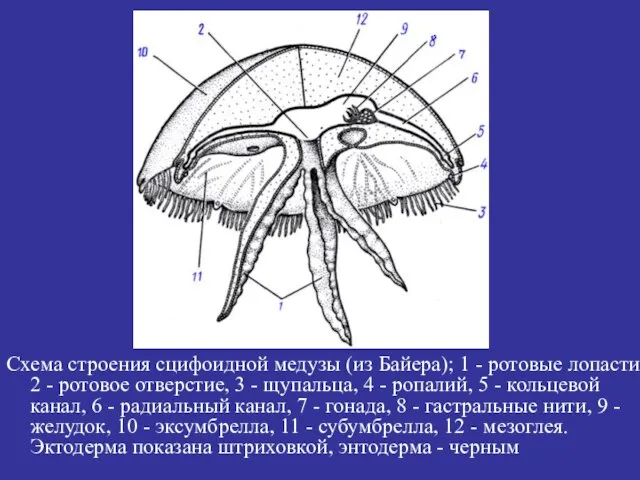 Схема строения сцифоидной медузы (из Байера); 1 - ротовые лопасти, 2 -