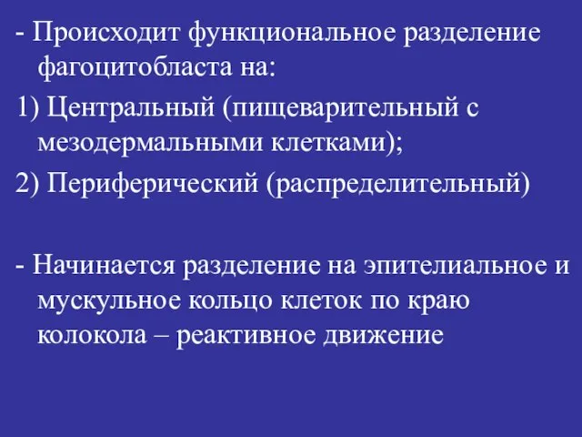 - Происходит функциональное разделение фагоцитобласта на: 1) Центральный (пищеварительный с мезодермальными клетками);