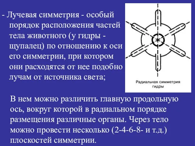 - Лучевая симметрия - особый порядок расположения частей тела животного (у гидры