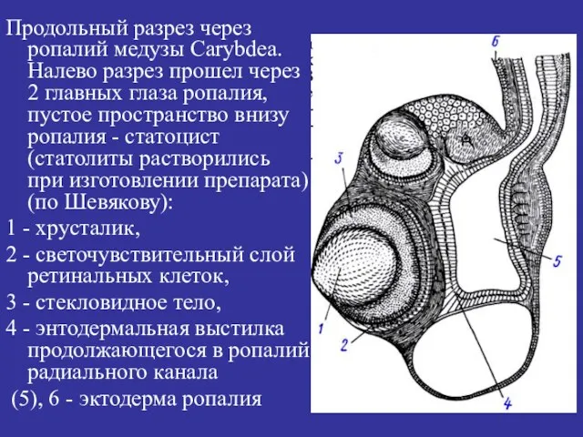 Продольный разрез через ропалий медузы Carybdea. Налево разрез прошел через 2 главных