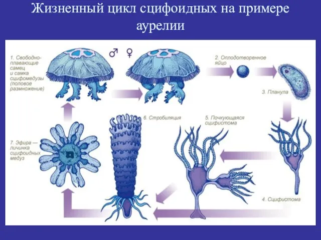 Жизненный цикл сцифоидных на примере аурелии