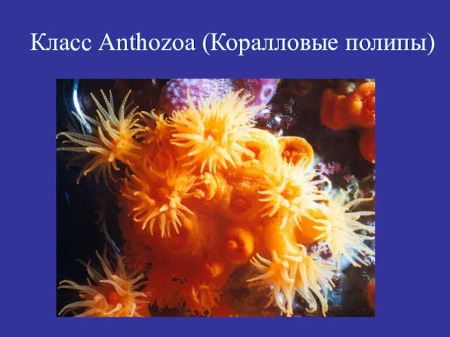 Класс Anthozoa (Коралловые полипы)