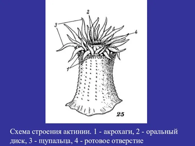 Схема строения актинии. 1 - акрохаги, 2 - оральный диск, 3 -