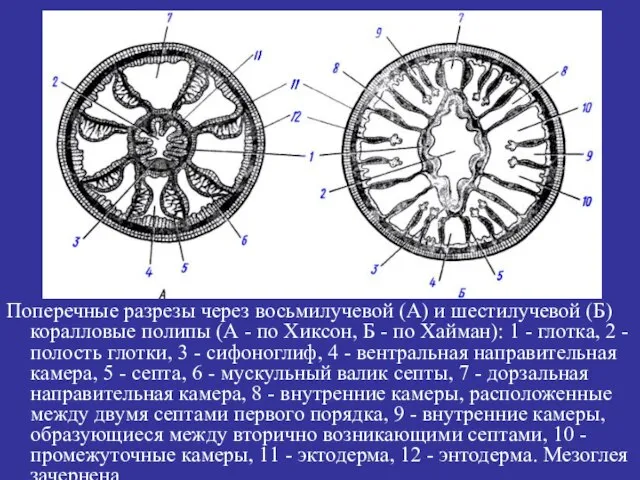 Поперечные разрезы через восьмилучевой (А) и шестилучевой (Б) коралловые полипы (А -