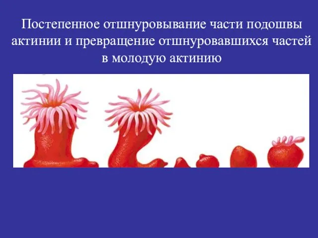 Постепенное отшнуровывание части подошвы актинии и превращение отшнуровавшихся частей в молодую актинию