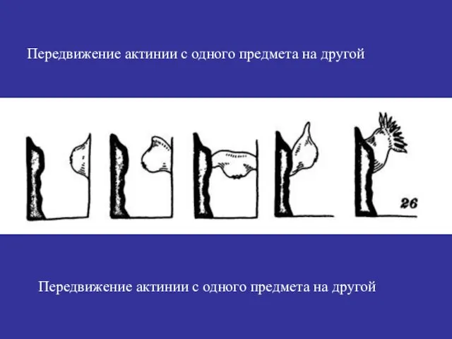 Передвижение актинии с одного предмета на другой Передвижение актинии с одного предмета на другой