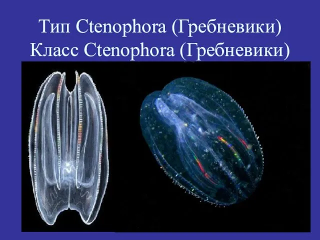 Тип Ctenophora (Гребневики) Класс Ctenophora (Гребневики)