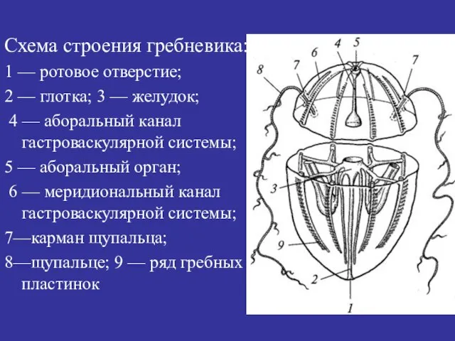 Схема строения гребневика: 1 — ротовое отверстие; 2 — глотка; 3 —