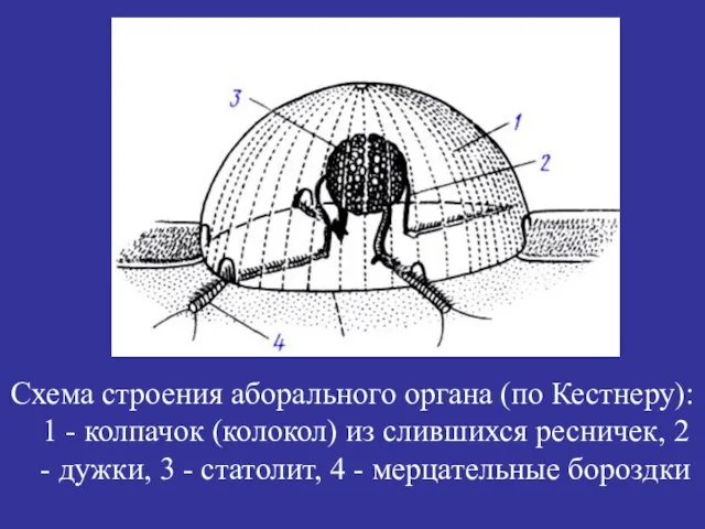 Схема строения аборального органа (по Кестнеру): 1 - колпачок (колокол) из слившихся