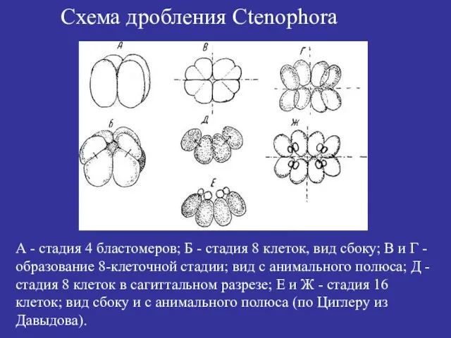 Схема дробления Ctenophora А - стадия 4 бластомеров; Б - стадия 8