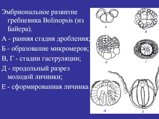 Эмбриональное развитие гребневика Воlinopsis (из Байера). А - ранняя стадия дробления; Б