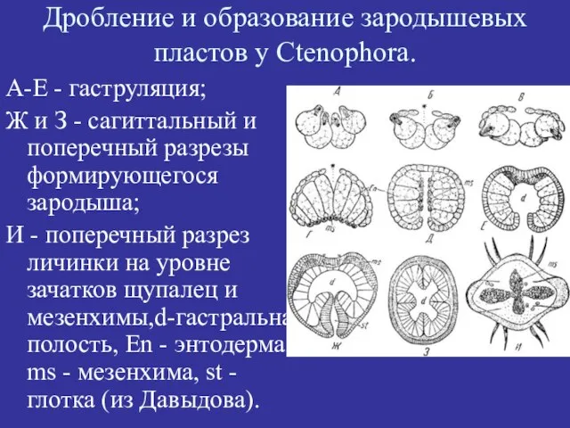 Дробление и образование зародышевых пластов у Ctenophora. А-Е - гаструляция; Ж и