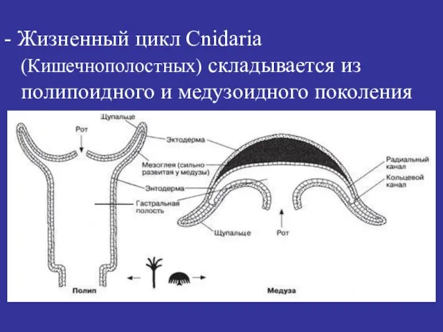 - Жизненный цикл Cnidaria (Кишечнополостных) складывается из полипоидного и медузоидного поколения