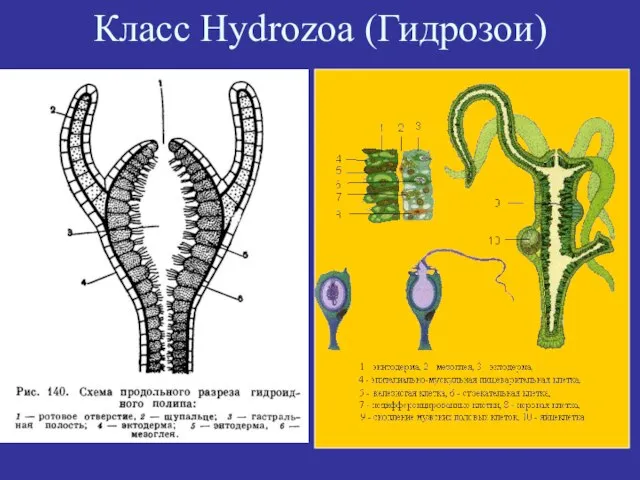 Класс Hydrozoa (Гидрозои)