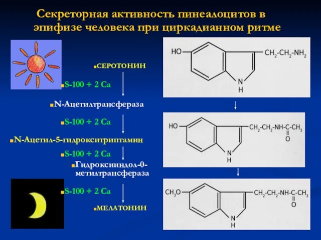 Секреторная активность пинеалоцитов в эпифизе человека при циркадианном ритме СЕРОТОНИН МЕЛАТОНИН N-Ацетил-5-гидрокситриптамин