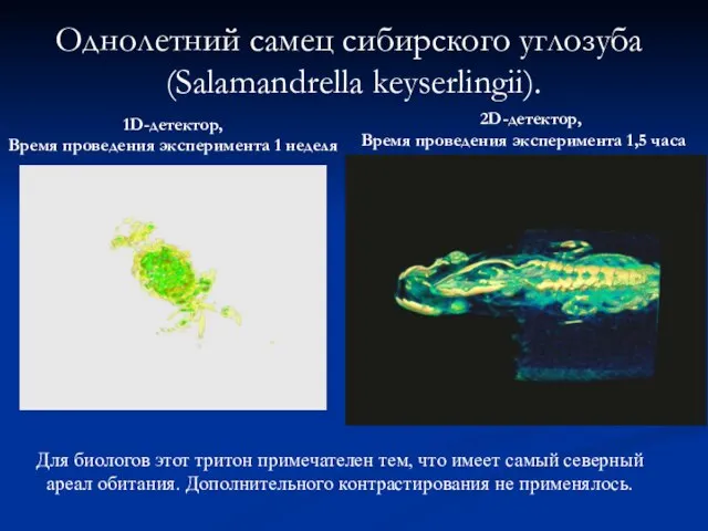 Однолетний самец сибирского углозуба (Salamandrella keyserlingii). Для биологов этот тритон примечателен тем,