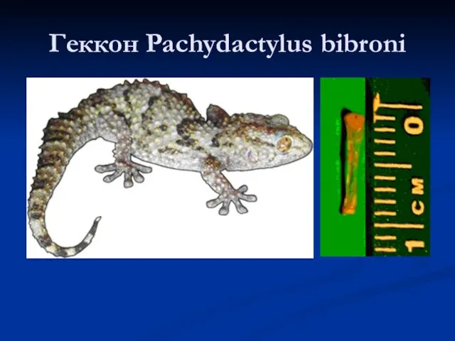 Геккон Pachydactylus bibroni