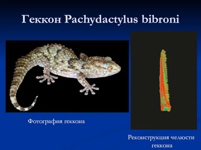 Геккон Pachydactylus bibroni Фотография геккона Реконструкция челюсти геккона