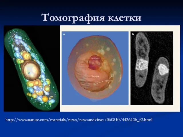 Томография клетки http://www.nature.com/materials/news/newsandviews/060810/442642b_f2.html