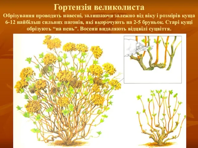 Гортензія великолиста Обрізування проводять навесні, залишаючи залежно від віку і розмірів куща