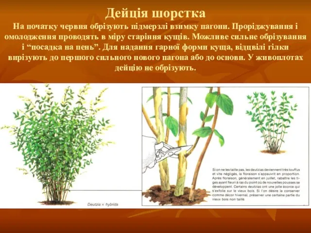 Дейція шорстка На початку червня обрізують підмерзлі взимку пагони. Проріджування і омолодження