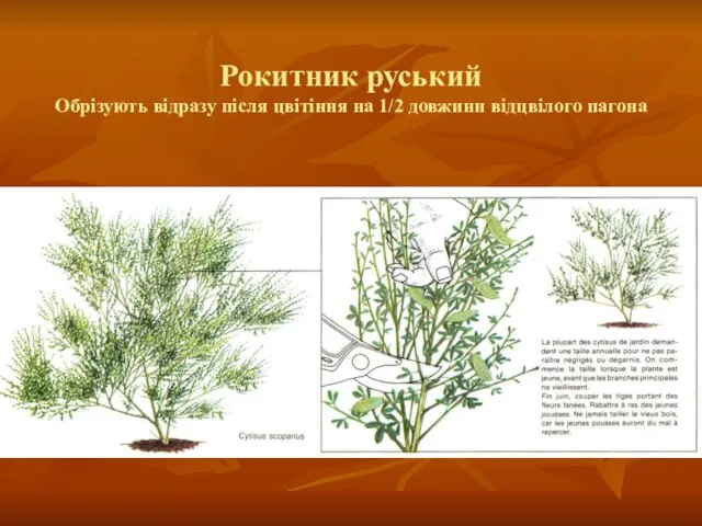 Рокитник руський Обрізують відразу після цвітіння на 1/2 довжини відцвілого пагона