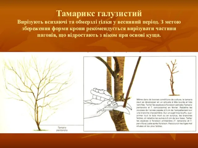 Тамарикс галузистий Вирізують всихаючі та обмерзлі гілки у весняний період. З метою