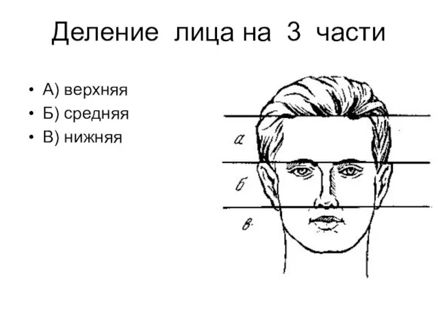 Деление лица на 3 части А) верхняя Б) средняя В) нижняя