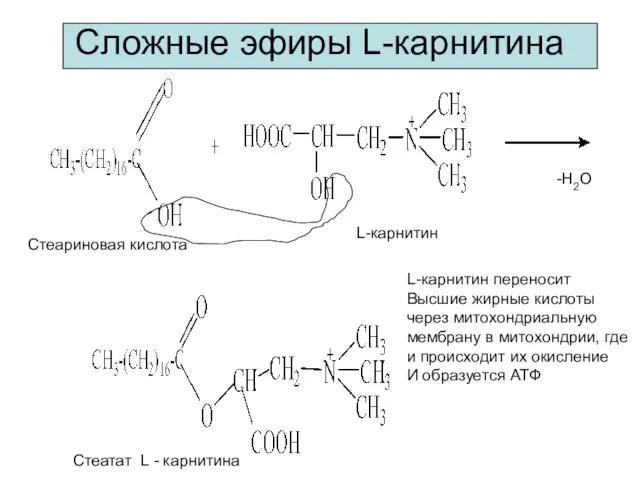 Сложные эфиры L-карнитина L-карнитин -Н2О Стеариновая кислота Стеатат L - карнитина L-карнитин