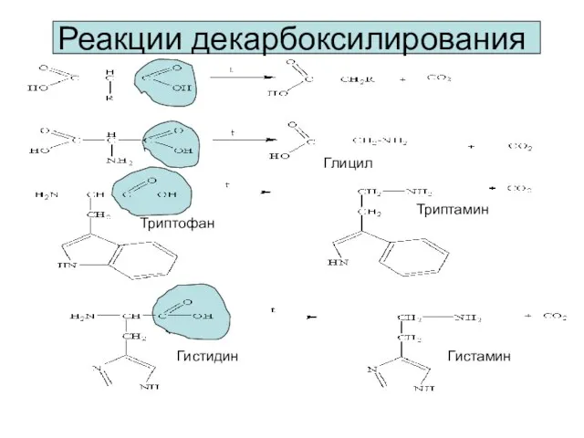 Реакции декарбоксилирования Глицил Триптофан Триптамин Гистидин Гистамин