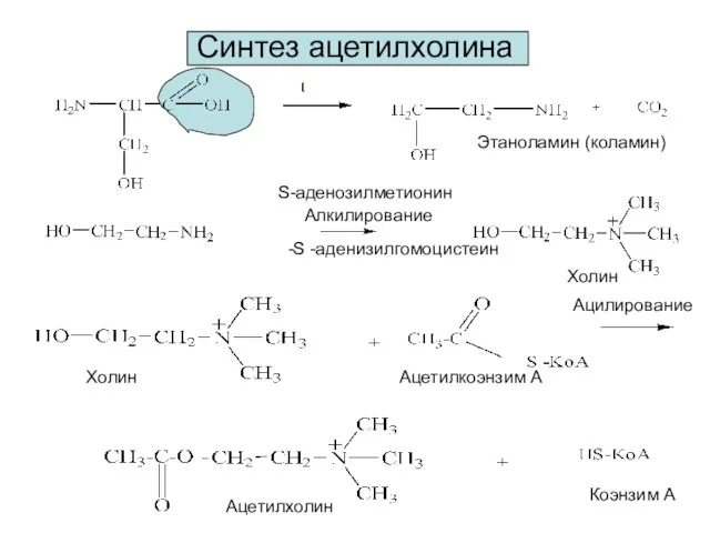 Синтез ацетилхолина S-аденозилметионин Холин Этаноламин (коламин) Холин Ацетилкоэнзим А Ацетилхолин Коэнзим А Алкилирование Ацилирование -S -аденизилгомоцистеин