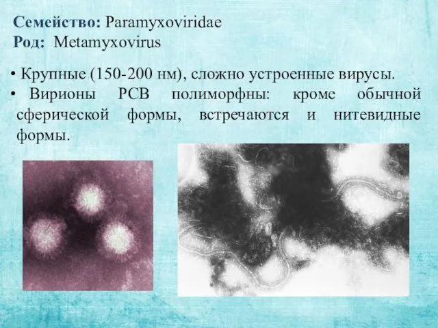 Семейство: Paramyxoviridae Род: Metamyxovirus Крупные (150-200 нм), сложно устроенные вирусы. Вирионы РСВ