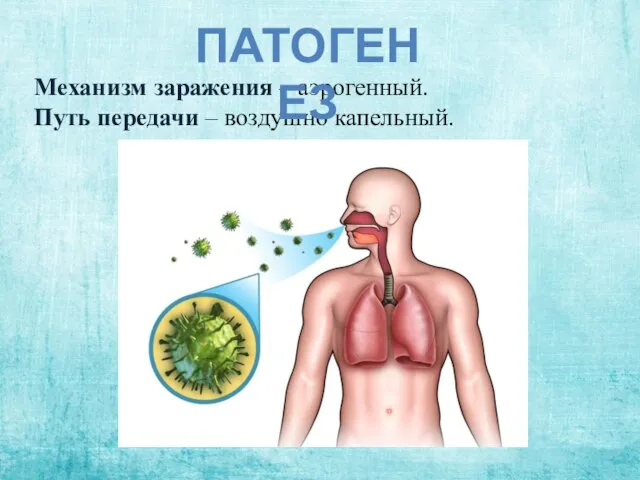 Механизм заражения – аэрогенный. Путь передачи – воздушно капельный. ПАТОГЕНЕЗ