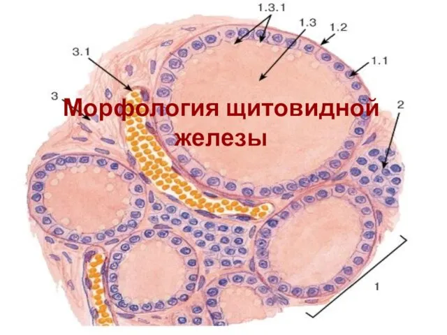 Морфология щитовидной железы