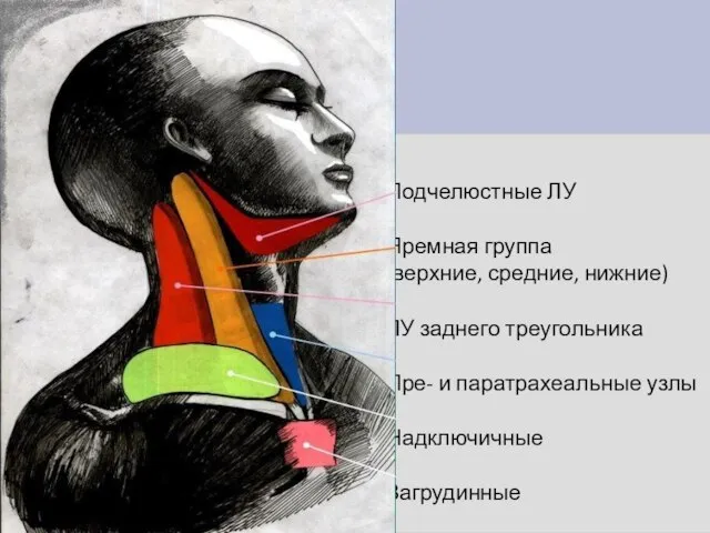 Подчелюстные ЛУ Яремная группа (верхние, средние, нижние) ЛУ заднего треугольника Пре- и паратрахеальные узлы Надключичные Загрудинные