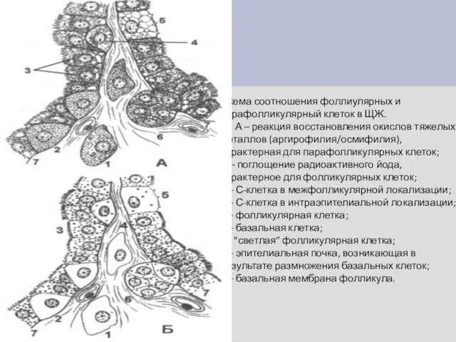 Схема соотношения фоллиулярных и парафолликулярный клеток в ЩЖ. А – реакция восстановления