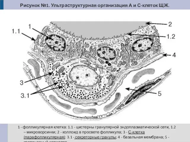 1 - фолликулярная клетка: 1.1 - цистерны гранулярной эндоплазматической сети, 1.2 –