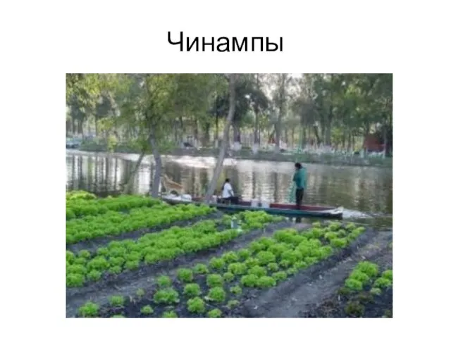 Чинампы