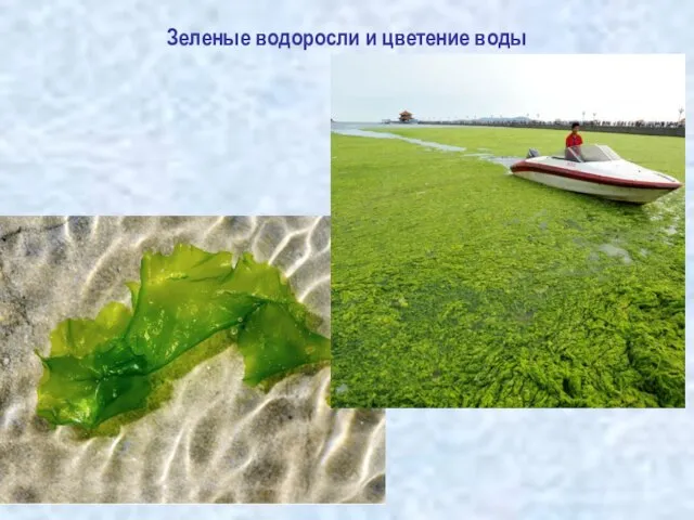 Зеленые водоросли и цветение воды