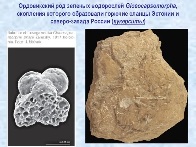 Ордовикский род зеленых водорослей Gloeocapsomorpha, скопления которого образовали горючие сланцы Эстонии и северо-запада России (кукерситы)