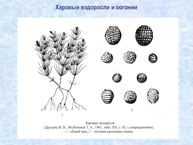 Харовые водоросли и оогонии