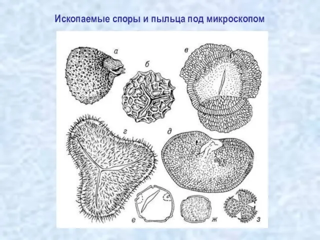 Ископаемые споры и пыльца под микроскопом