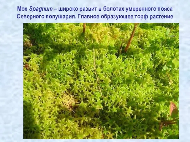 Мох Spagnum – широко развит в болотах умеренного пояса Северного полушария. Главное образующее торф растение