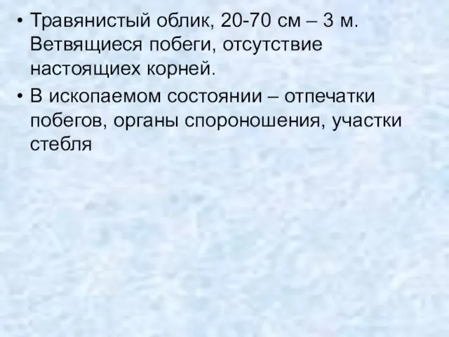 Травянистый облик, 20-70 см – 3 м. Ветвящиеся побеги, отсутствие настоящиех корней.