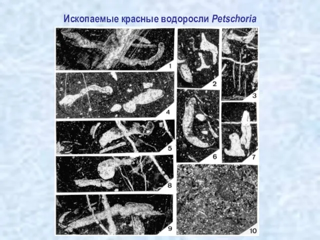 Ископаемые красные водоросли Petschoria