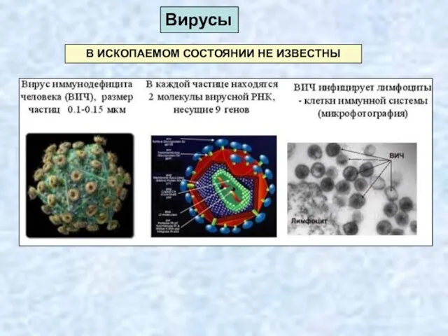 Вирусы В ИСКОПАЕМОМ СОСТОЯНИИ НЕ ИЗВЕСТНЫ