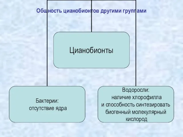 Общность цианобионтов другими группами